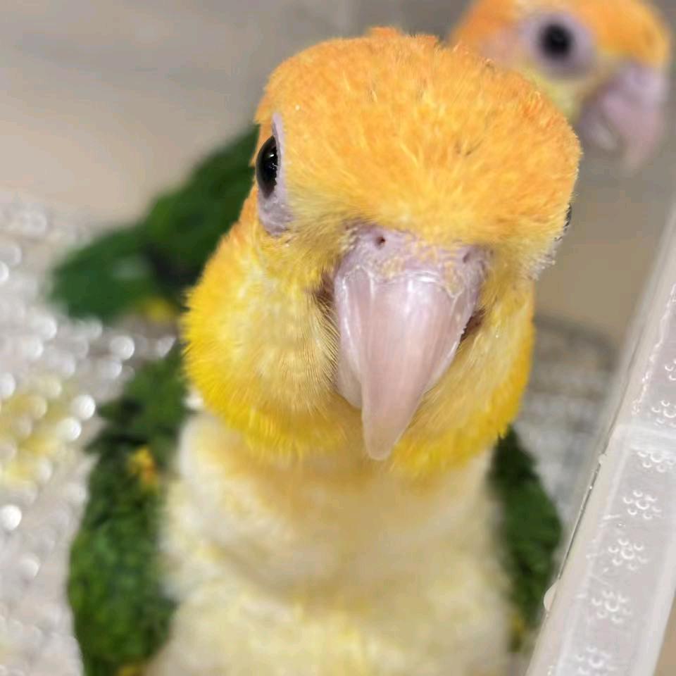 鸟鸟教天下第一