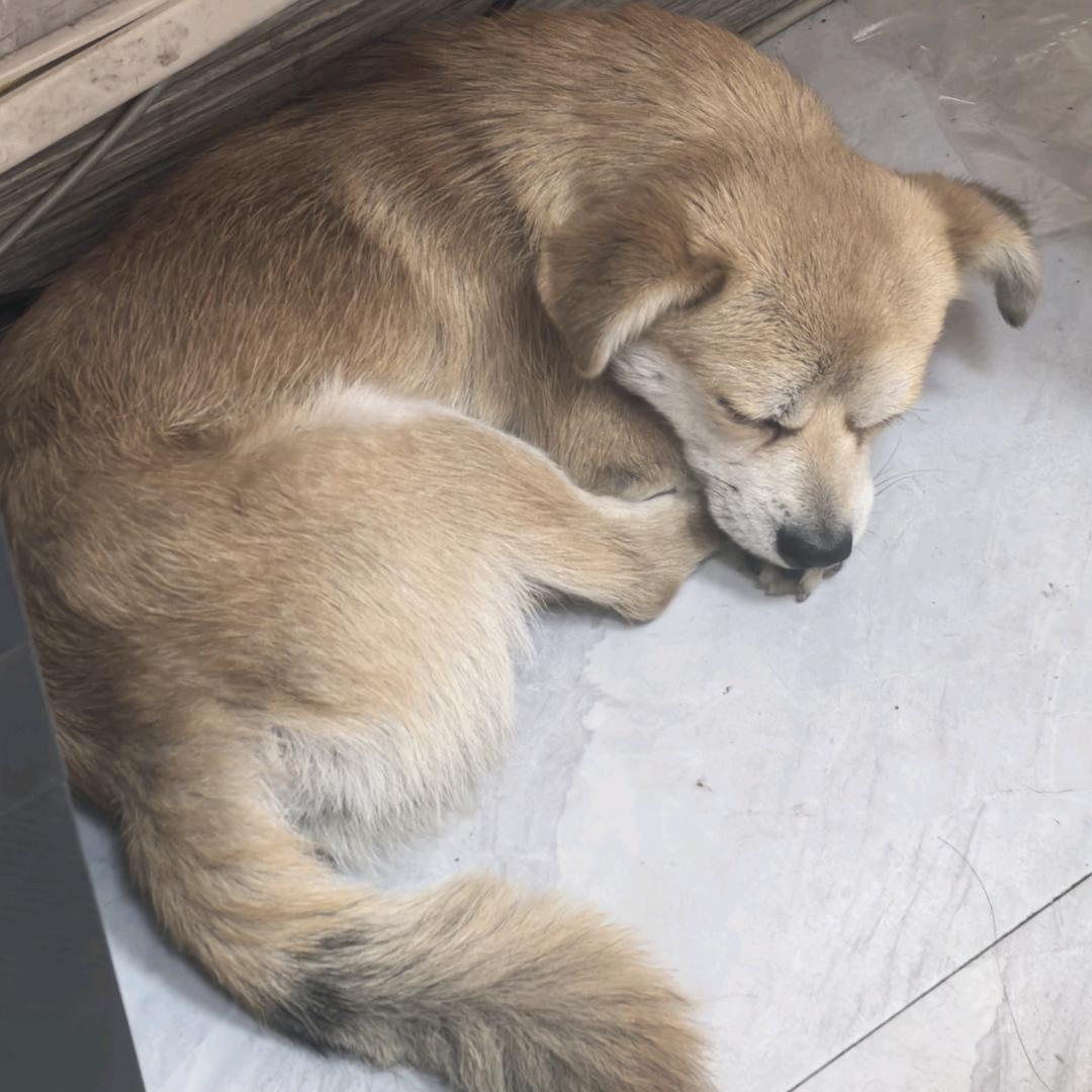 社恐小张