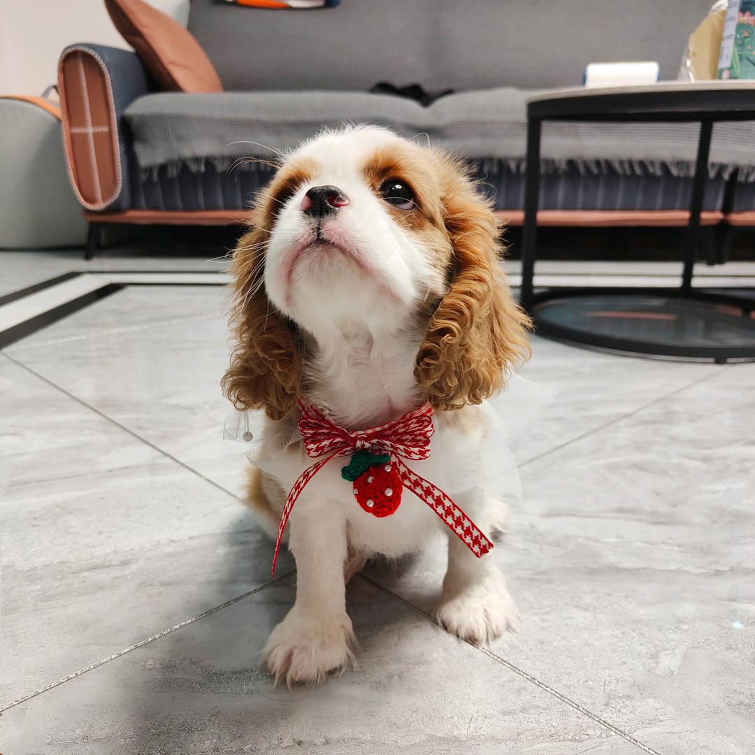 大洋家查理王小猎犬