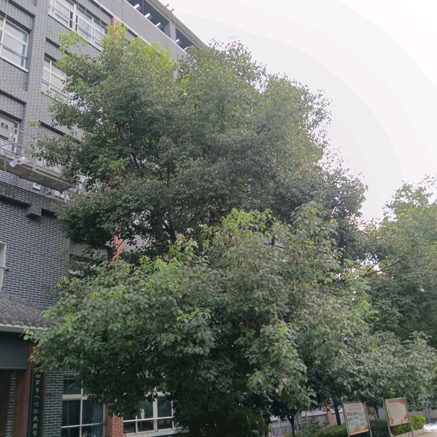 平平安安