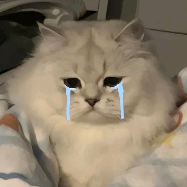 哭哭小🐱头