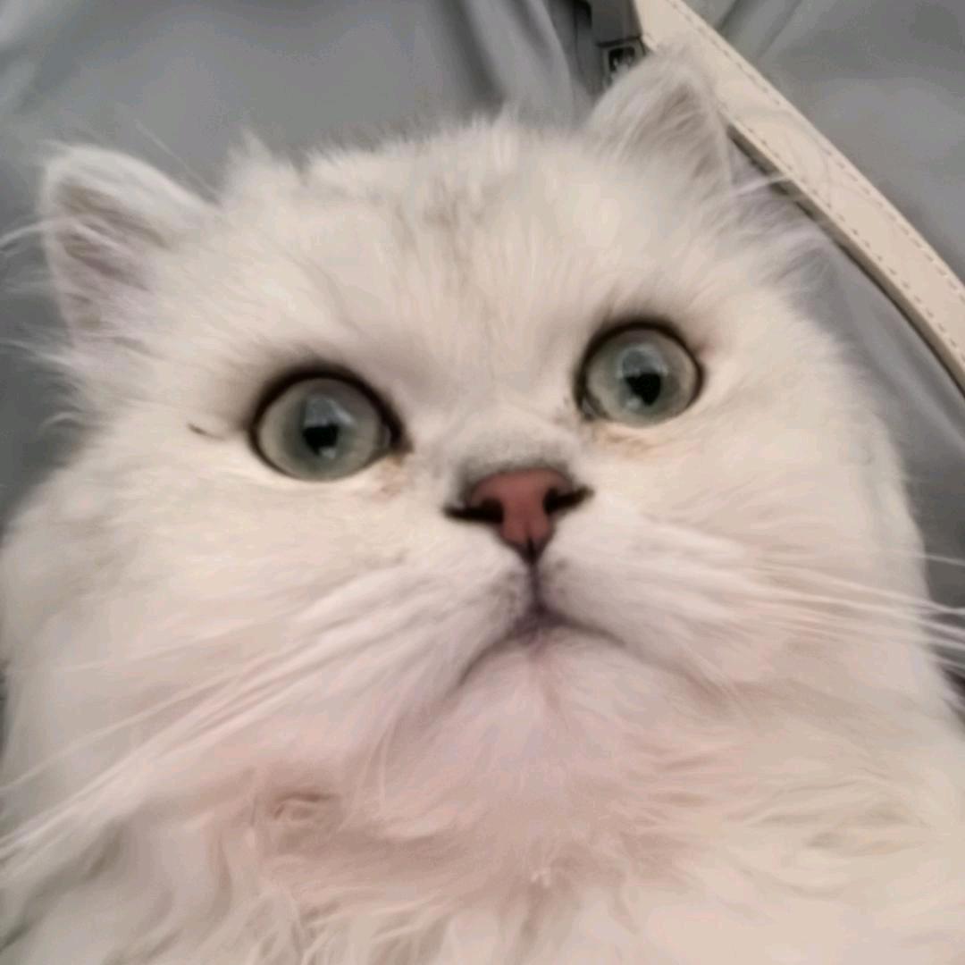 福多多