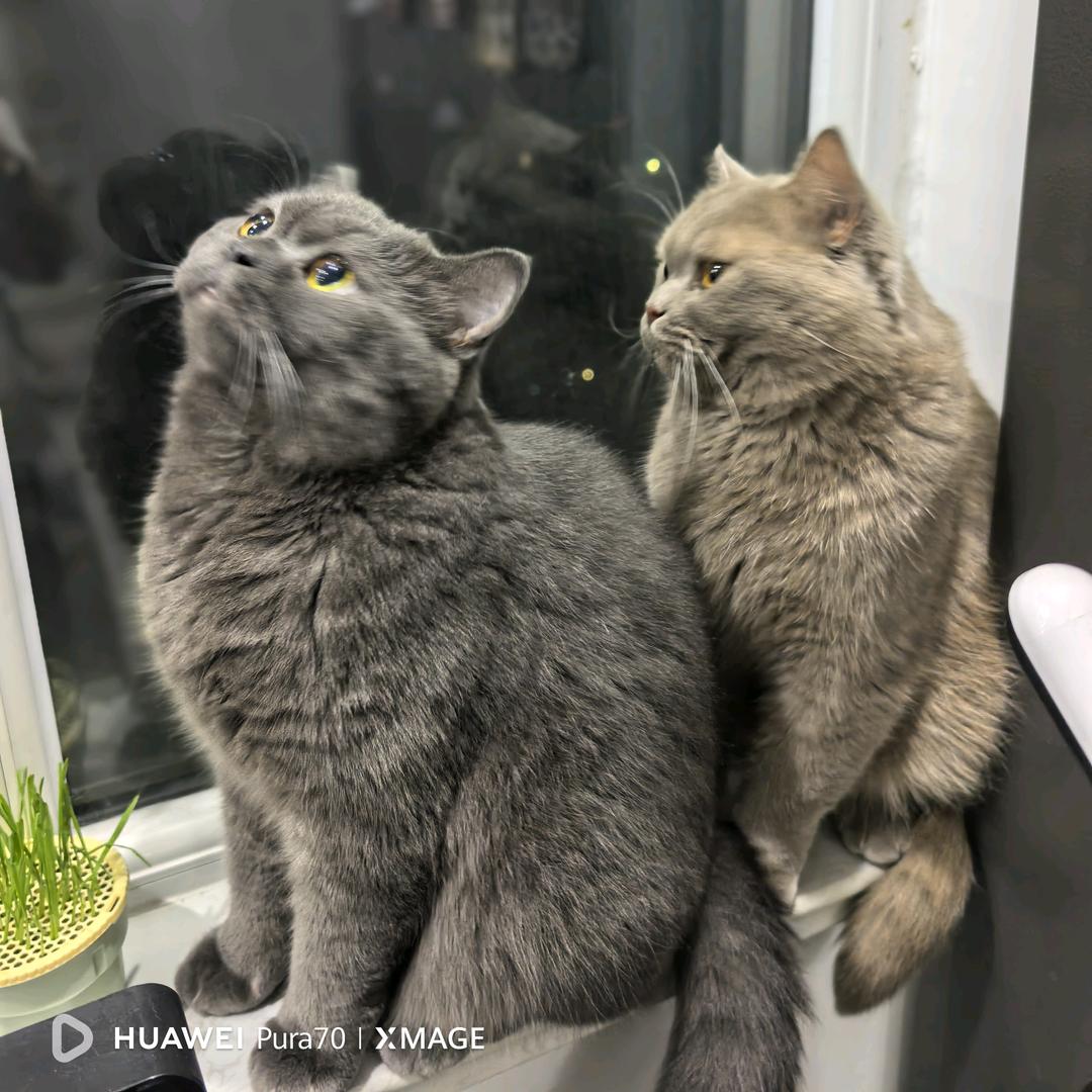 奶灰🐱🐱