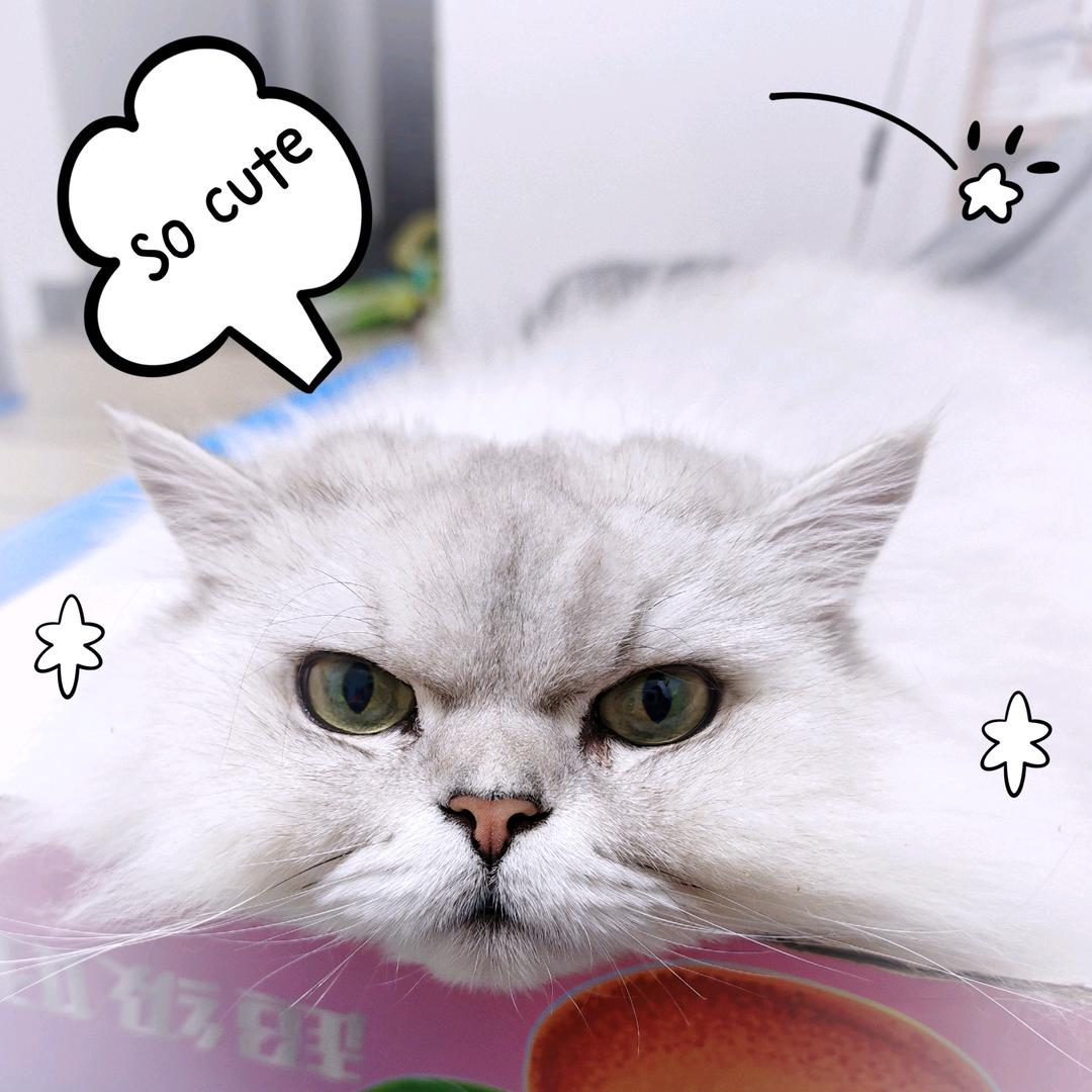 饭团是只带货猫