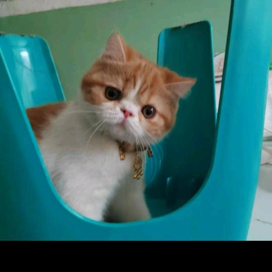 幼儿园的高材生 2025