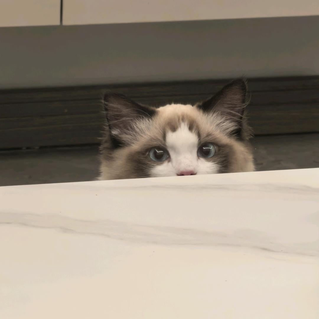 甜瓜