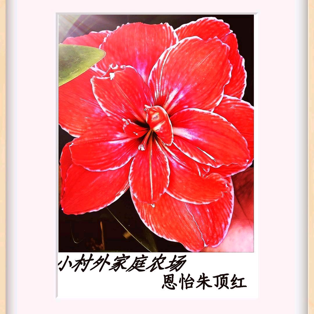 恩怡朱顶红直播基地