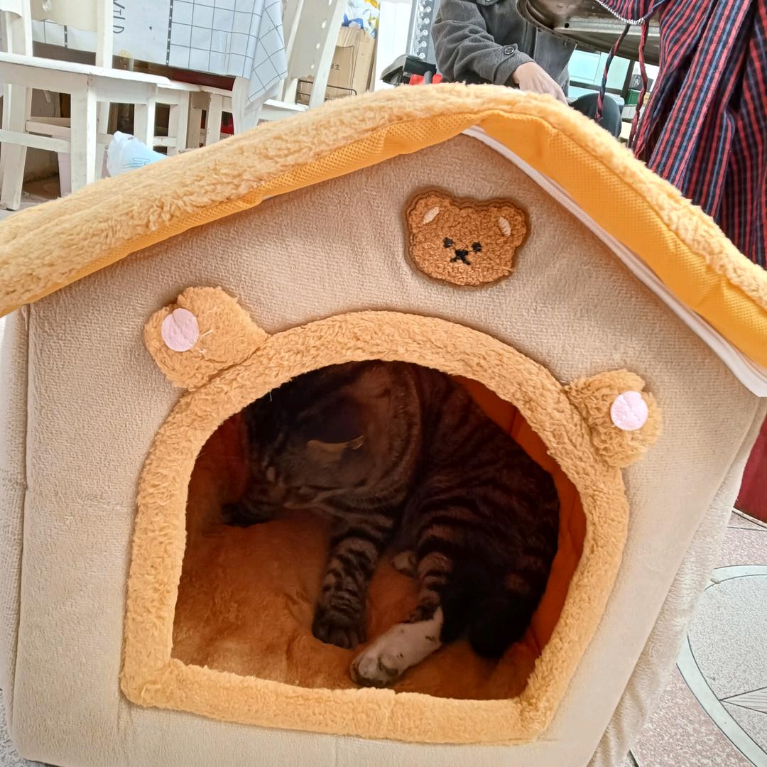 我的小猫猫