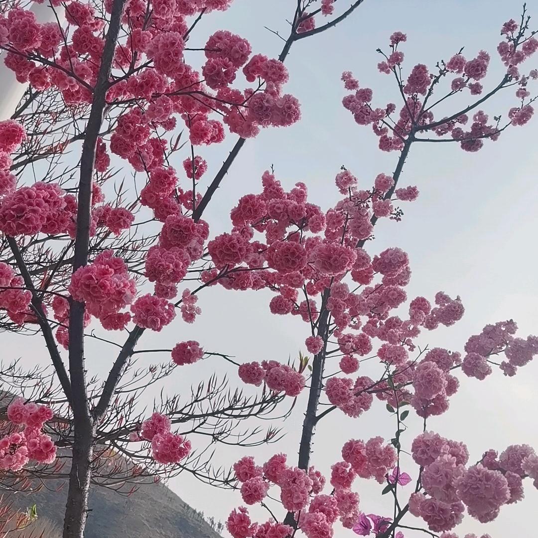 幸福辣妹子