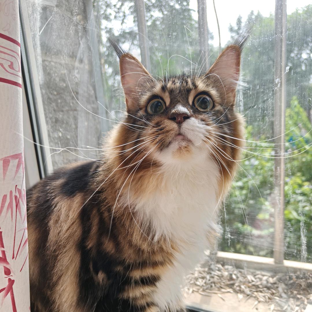家有萌宠