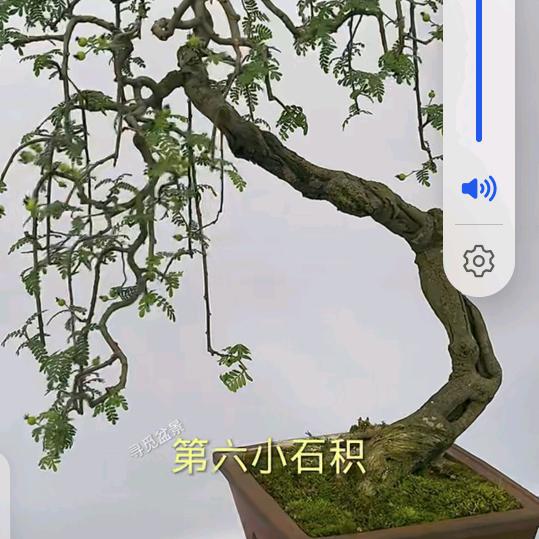 小小