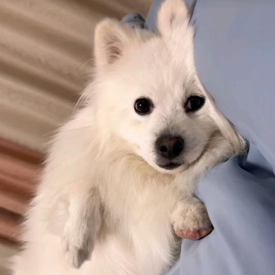 狗帮主