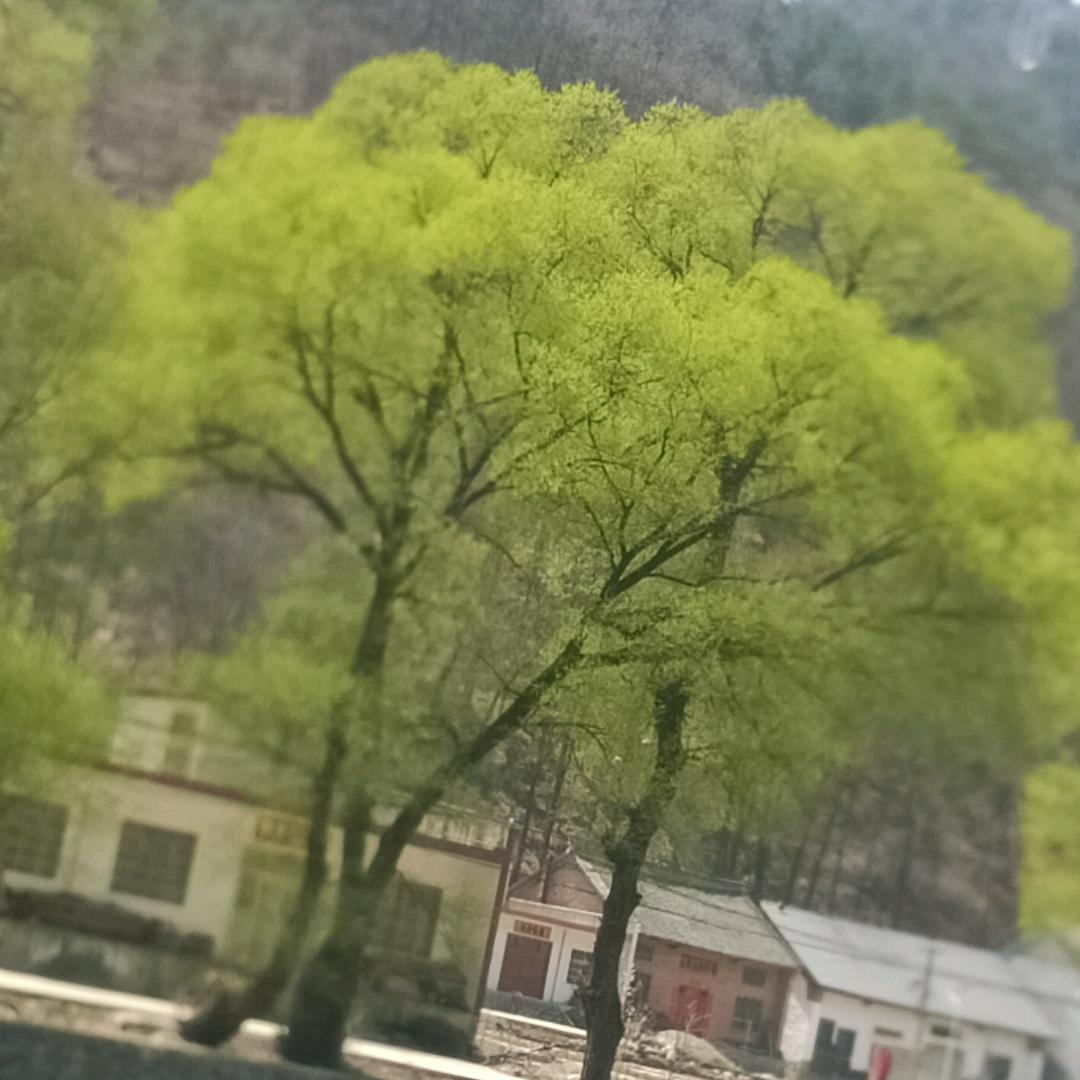 青山长在