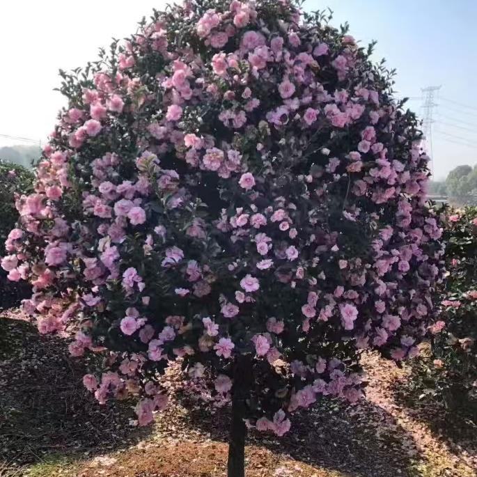 小凌的果植农场