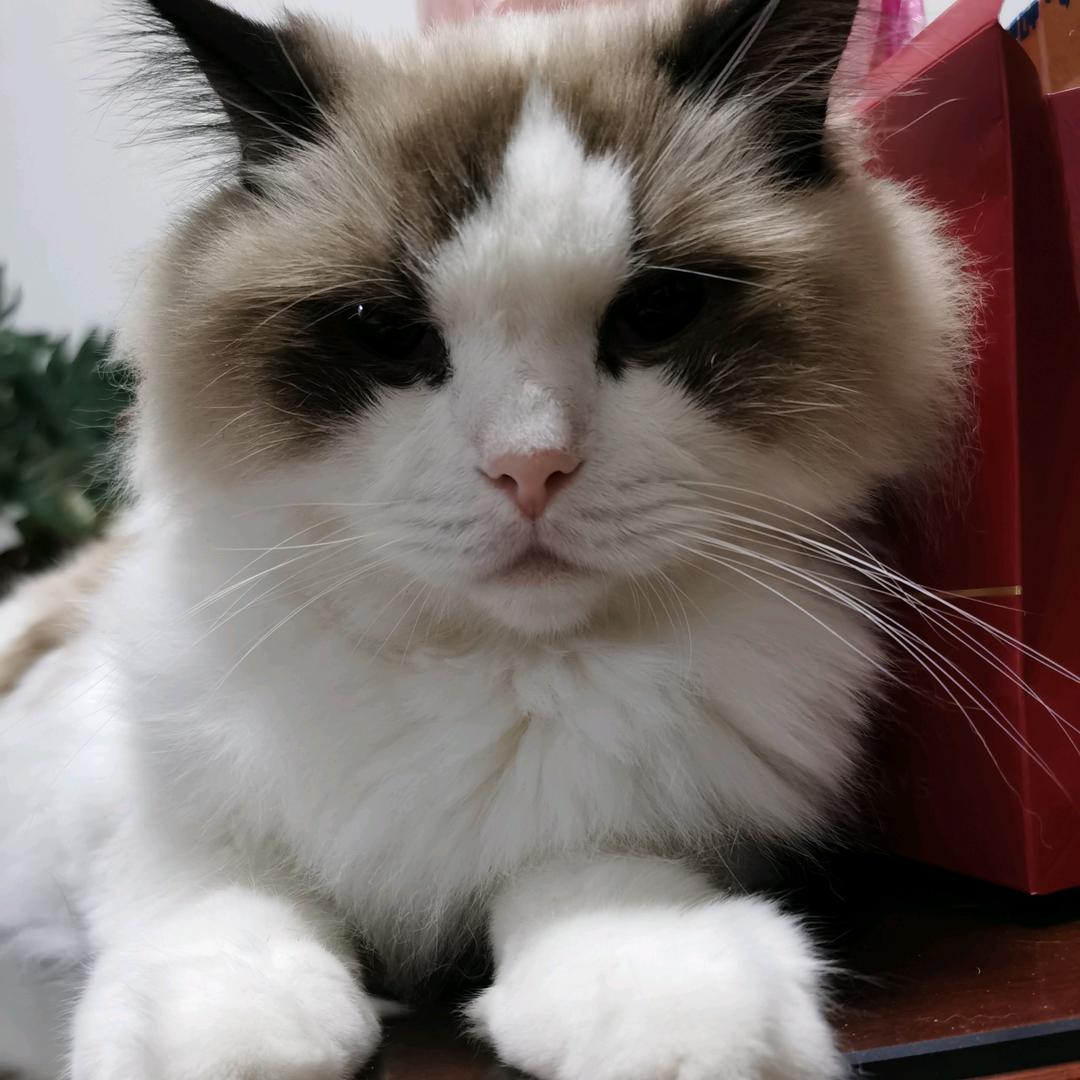 棋子