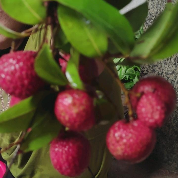 陈晓君丹婷紫傅P/贵强龙