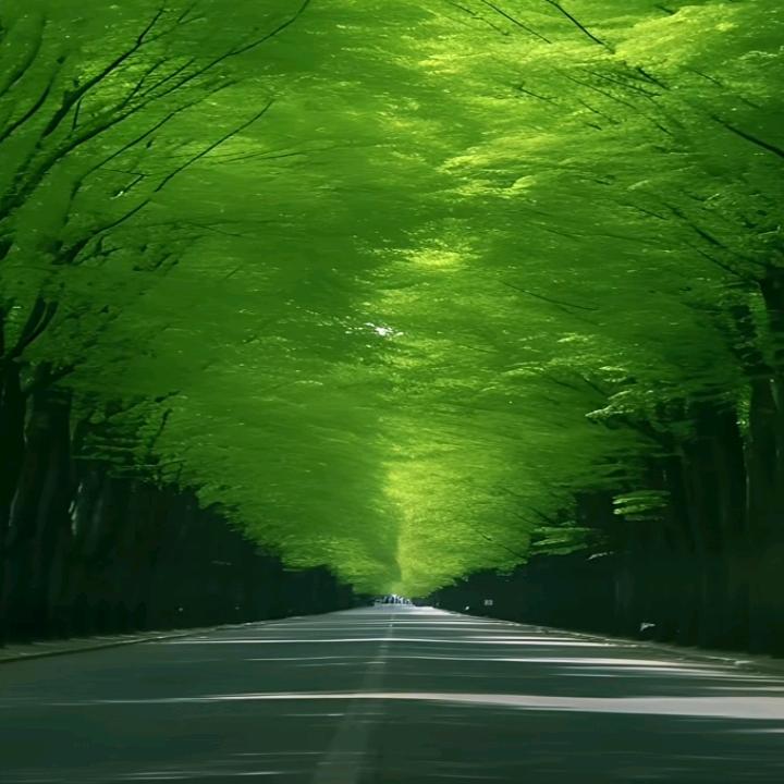 🌴投河自尽的鱼🐠
