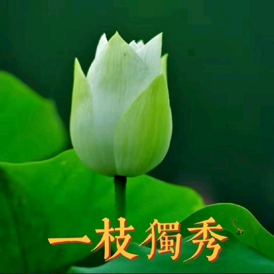 刘恋忘返