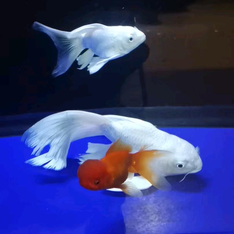 我行我素128