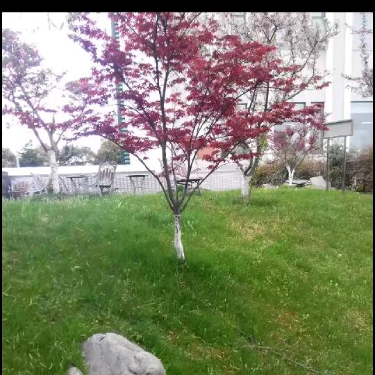 芦苇