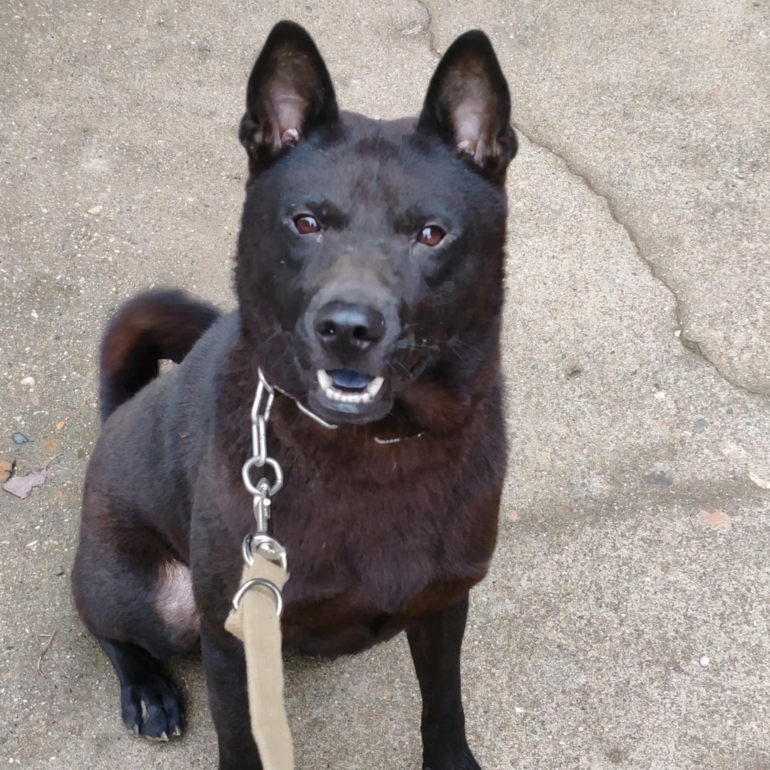 五黑犬繁殖与训练