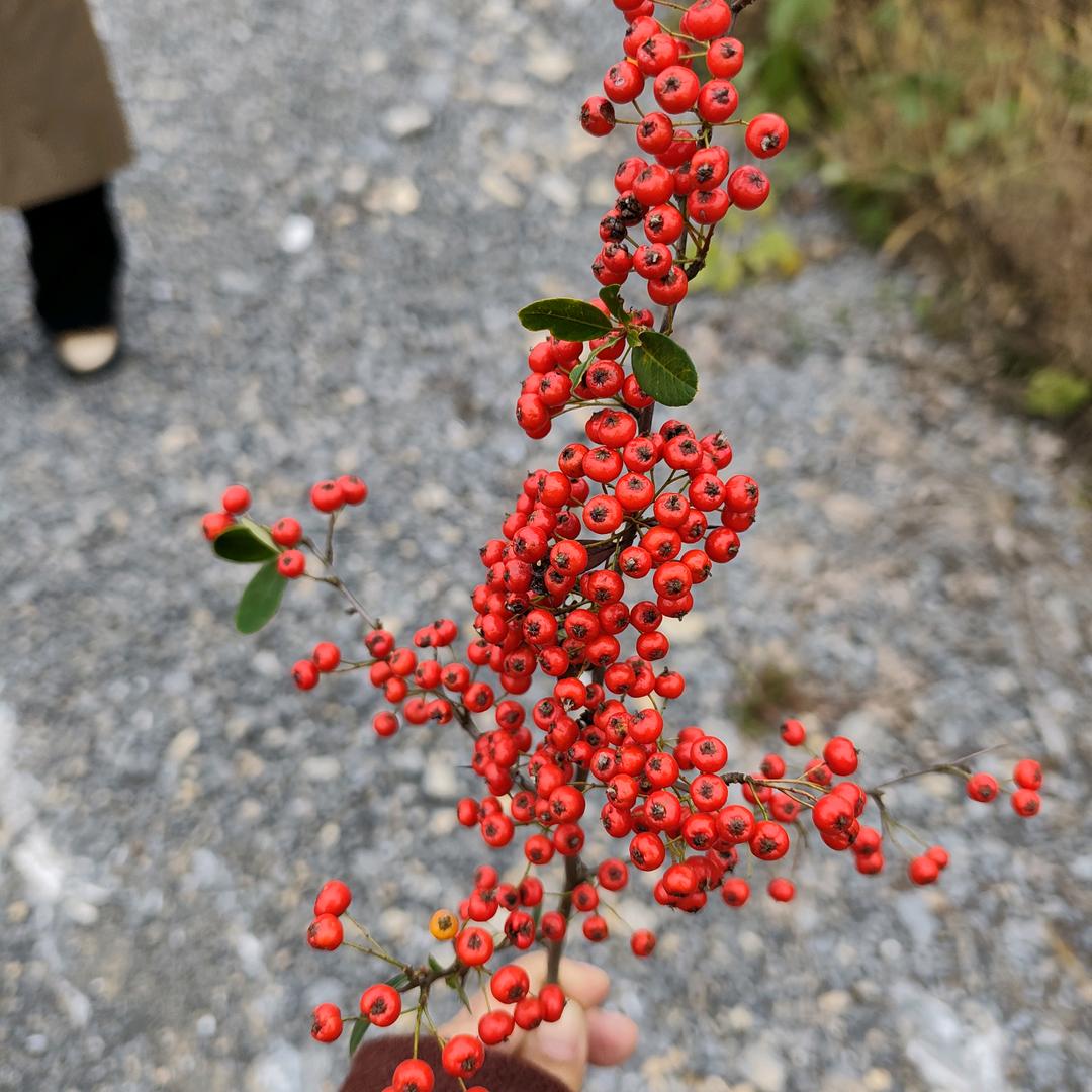 酒醉的蝴蝶