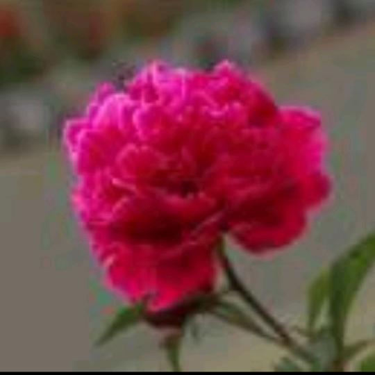 幽香清远🌹