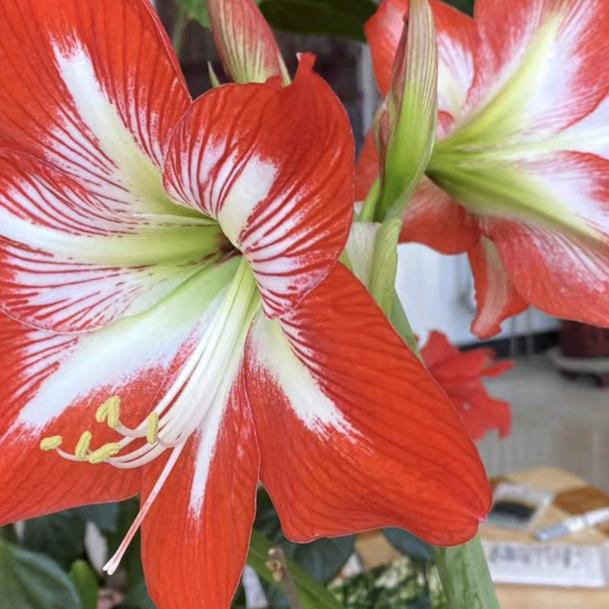 雨花石🉑🉑💗💗