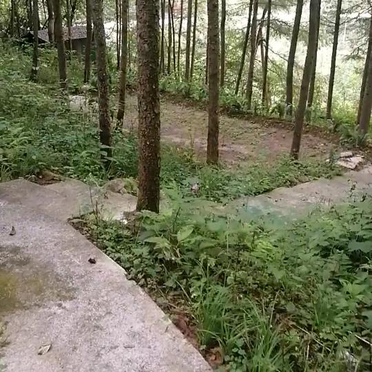 品味人生为（86岁向金芝母亲哥哥林地维）