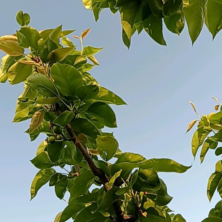 爱你没商量！（观音堂）