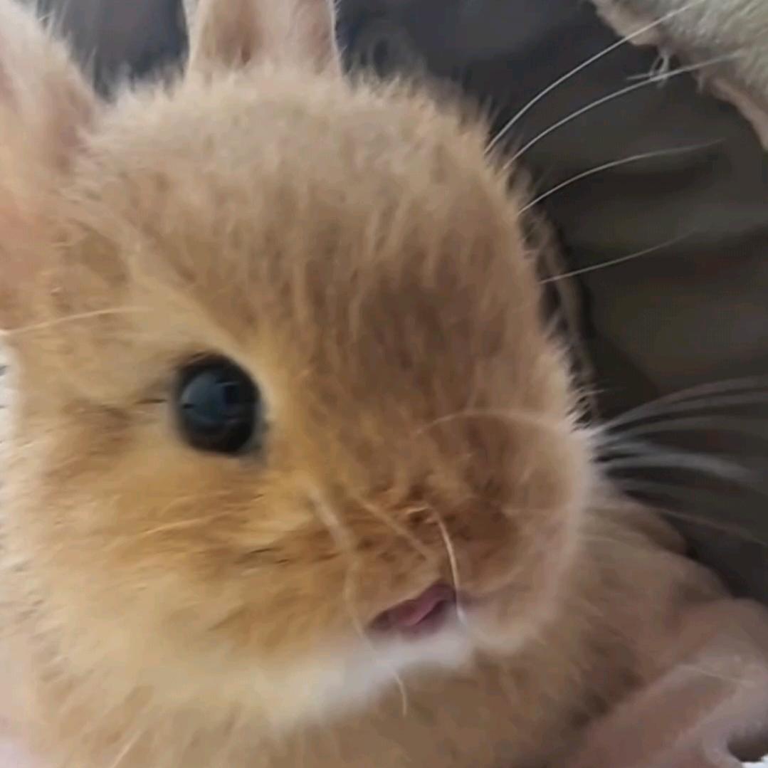 哈哈不开心