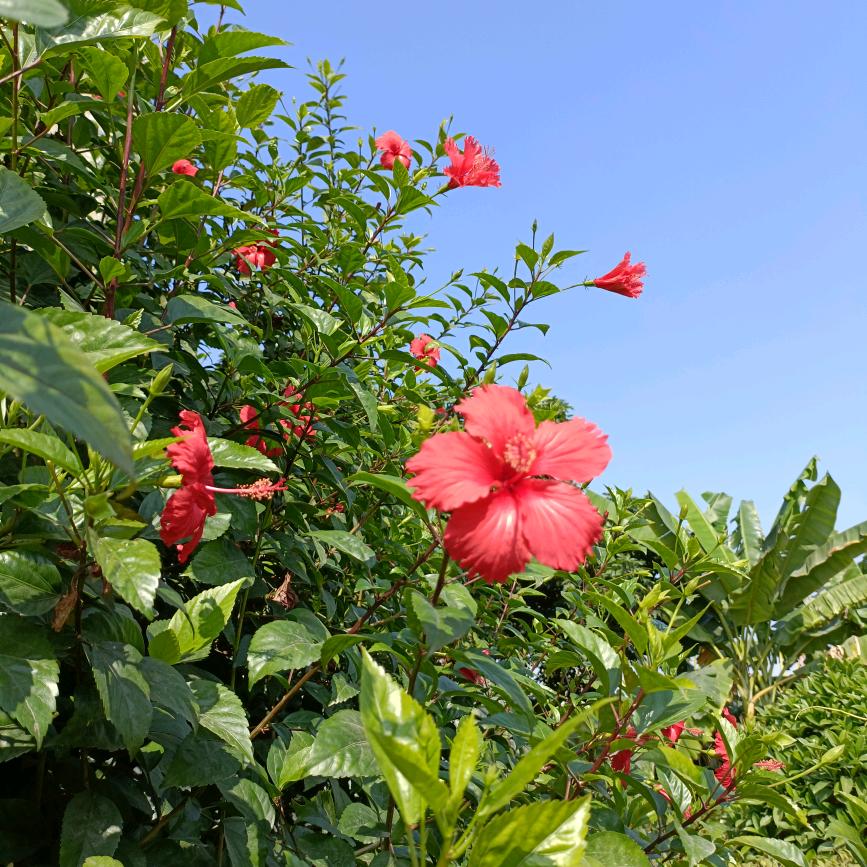 小毅