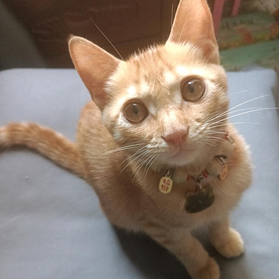 橘橘༺༻喵星人