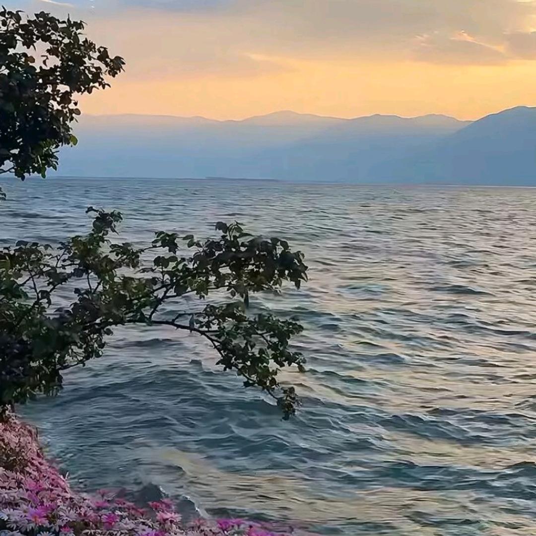 静待花开👾