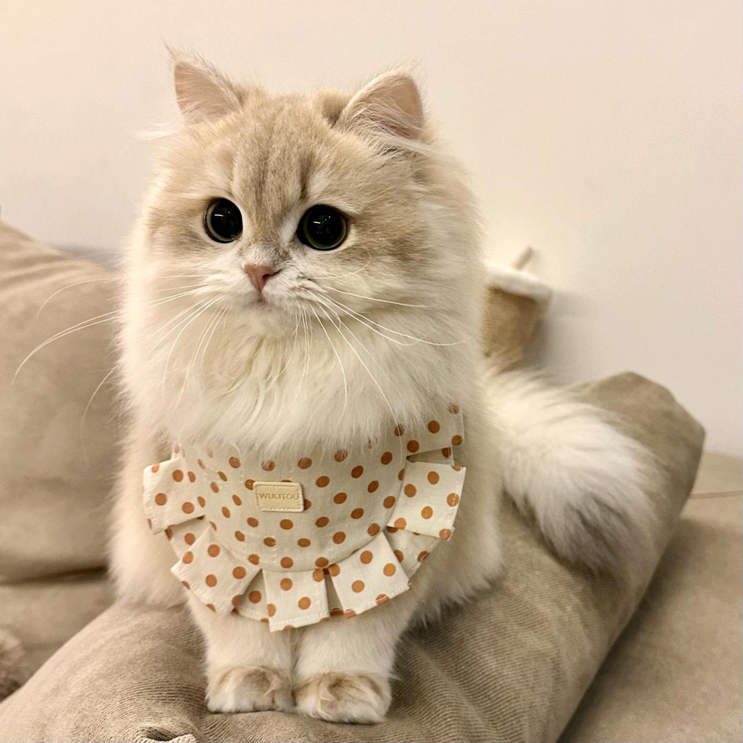 茉莉猫meme