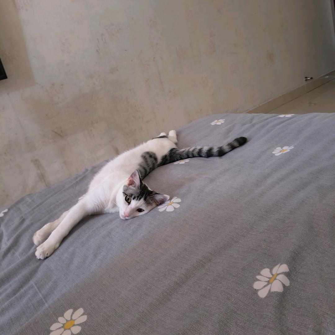 🍀小Q是个男孩纸🌹