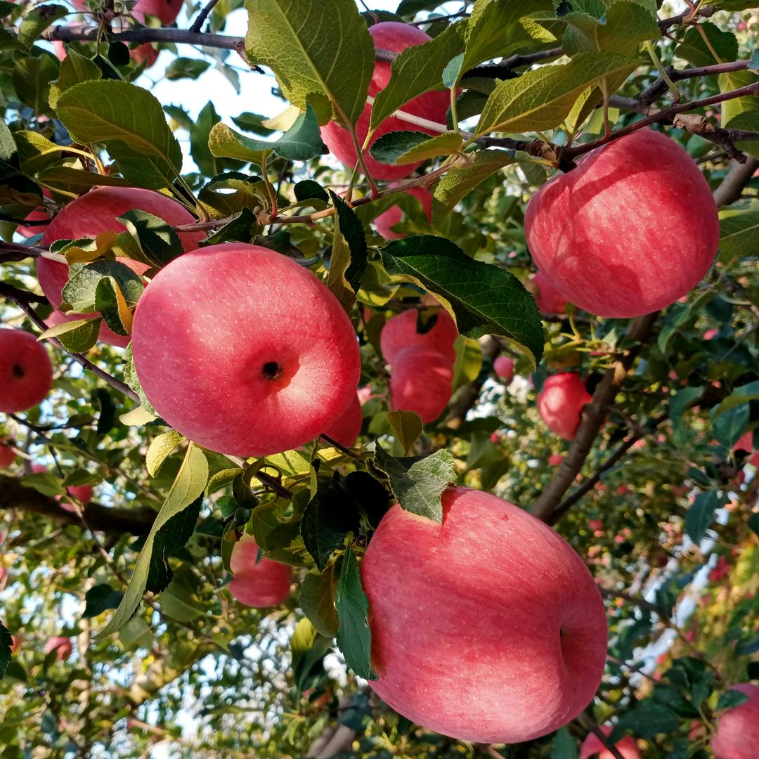 放羊娃 美鲜果业