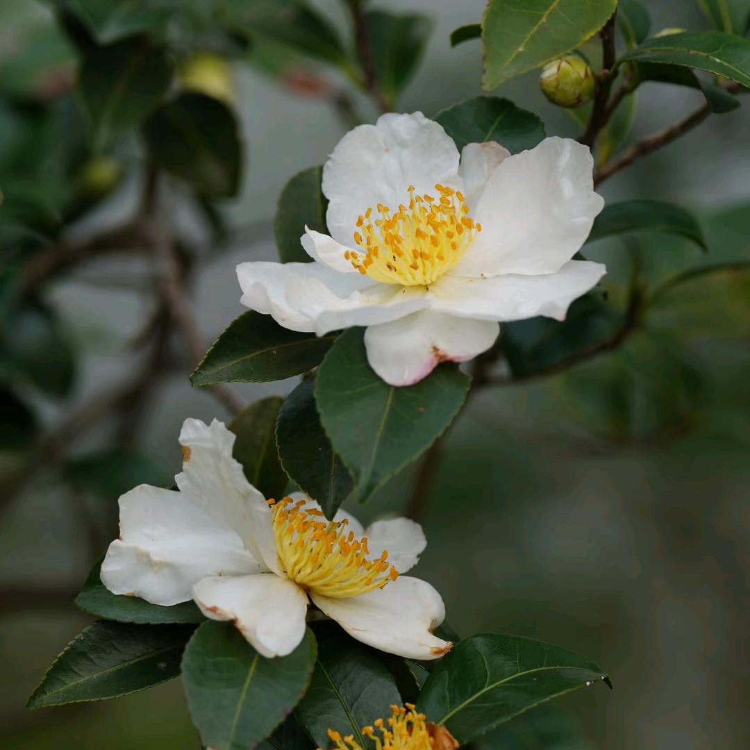 山茶花开了