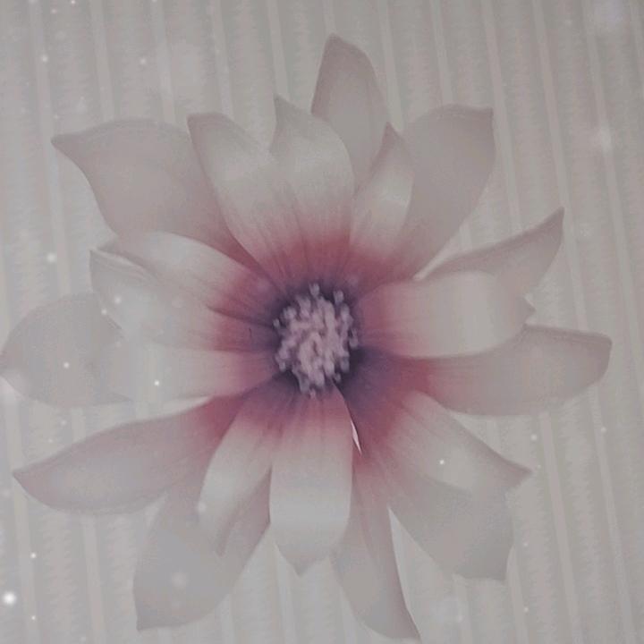 情深缘浅