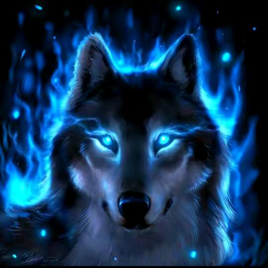 孤狼🐺