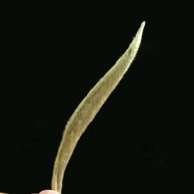 ღ᭄ꫛname cloudꦿ᭄