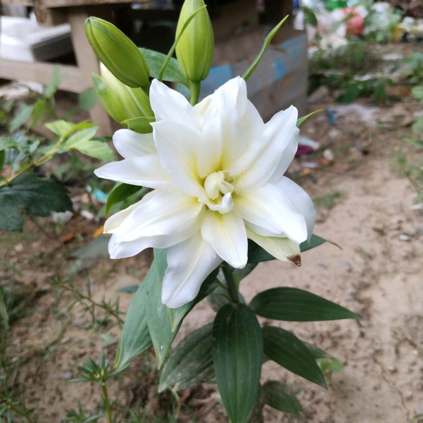 杨杨得意