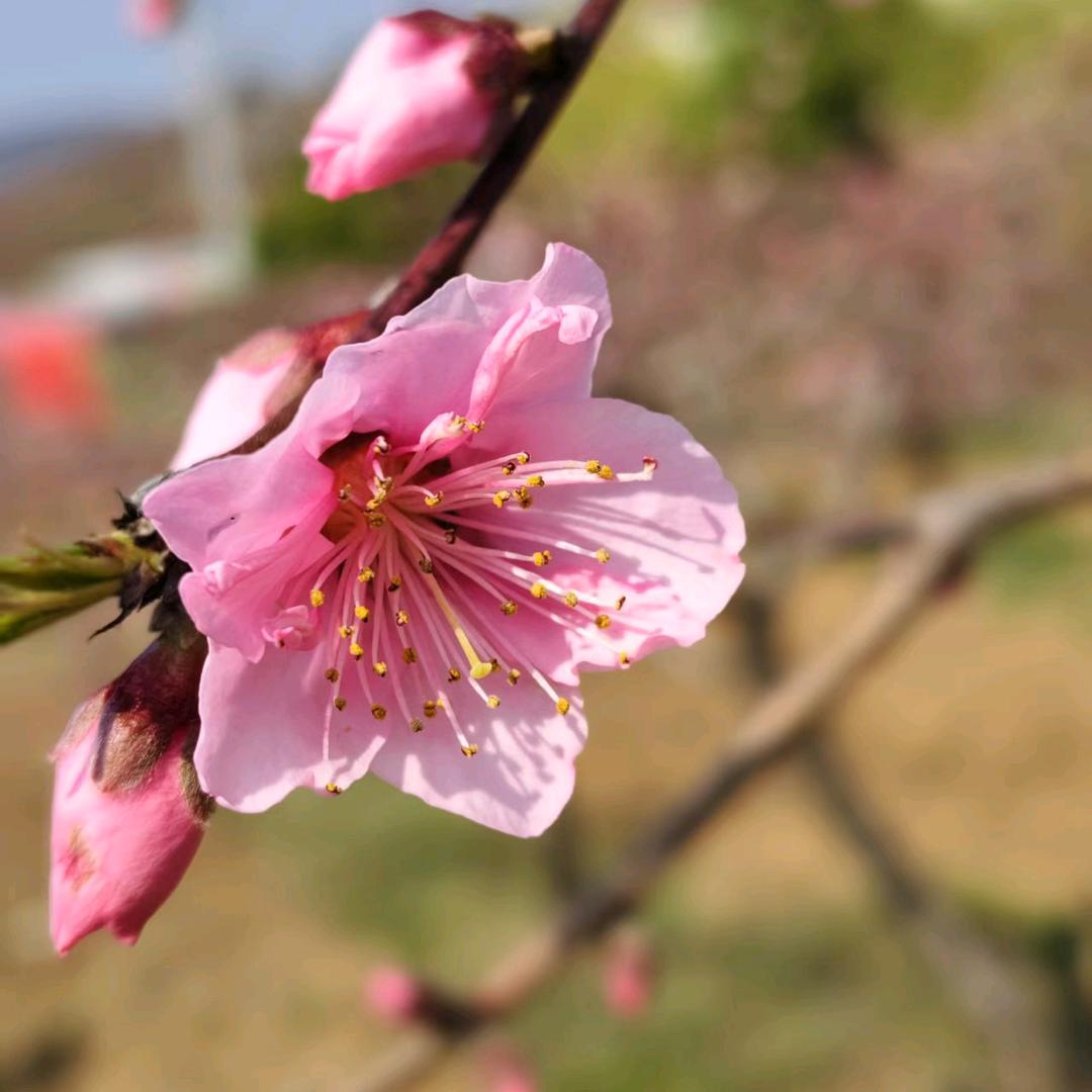 自由自在平安奋斗