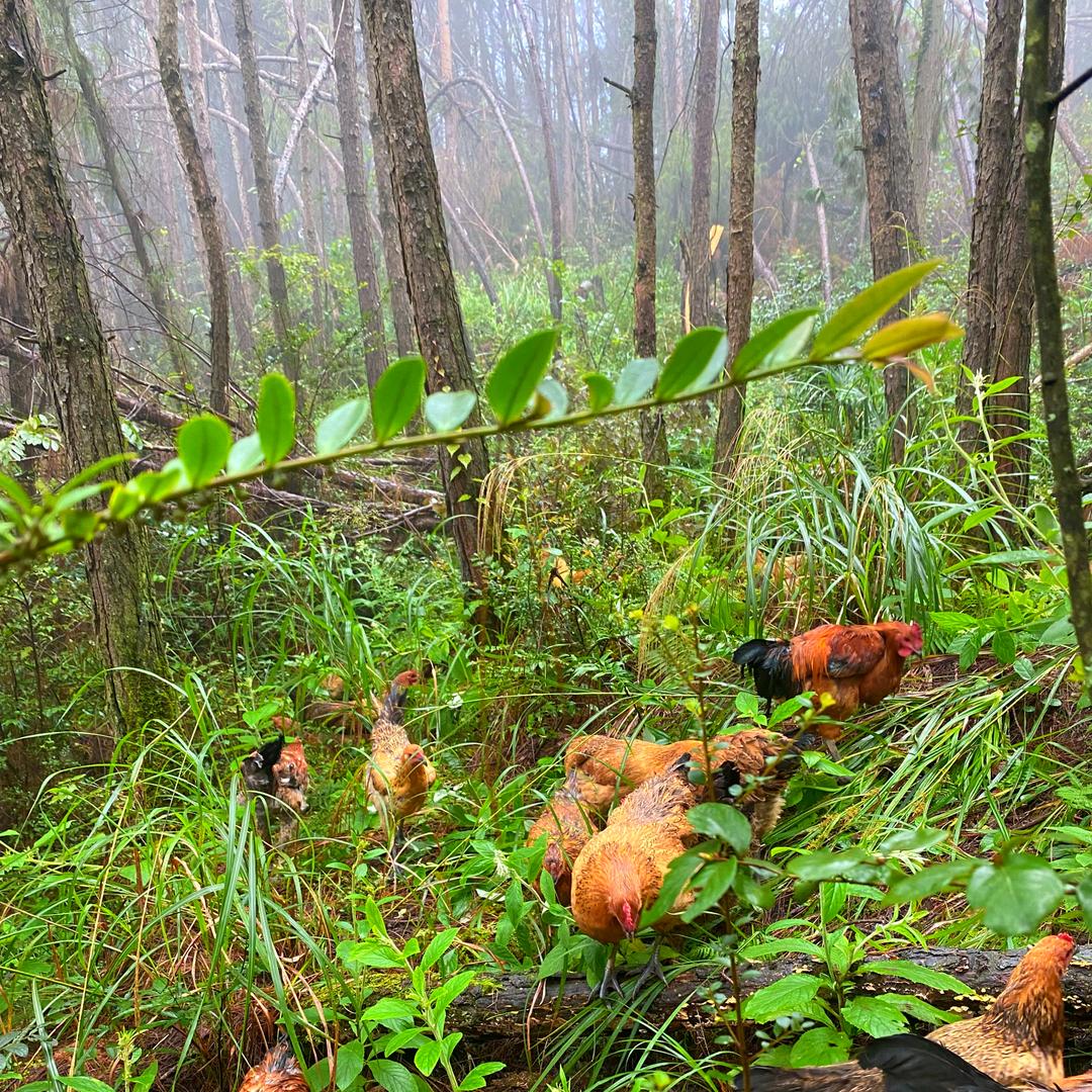 （南江）跑山鸡