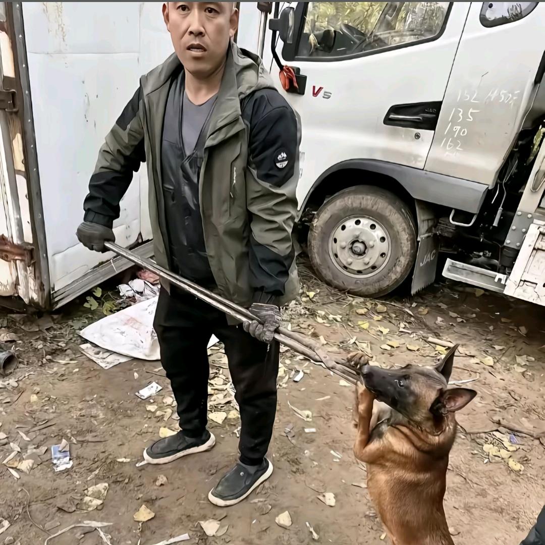 AAA---专业套狗陈哥