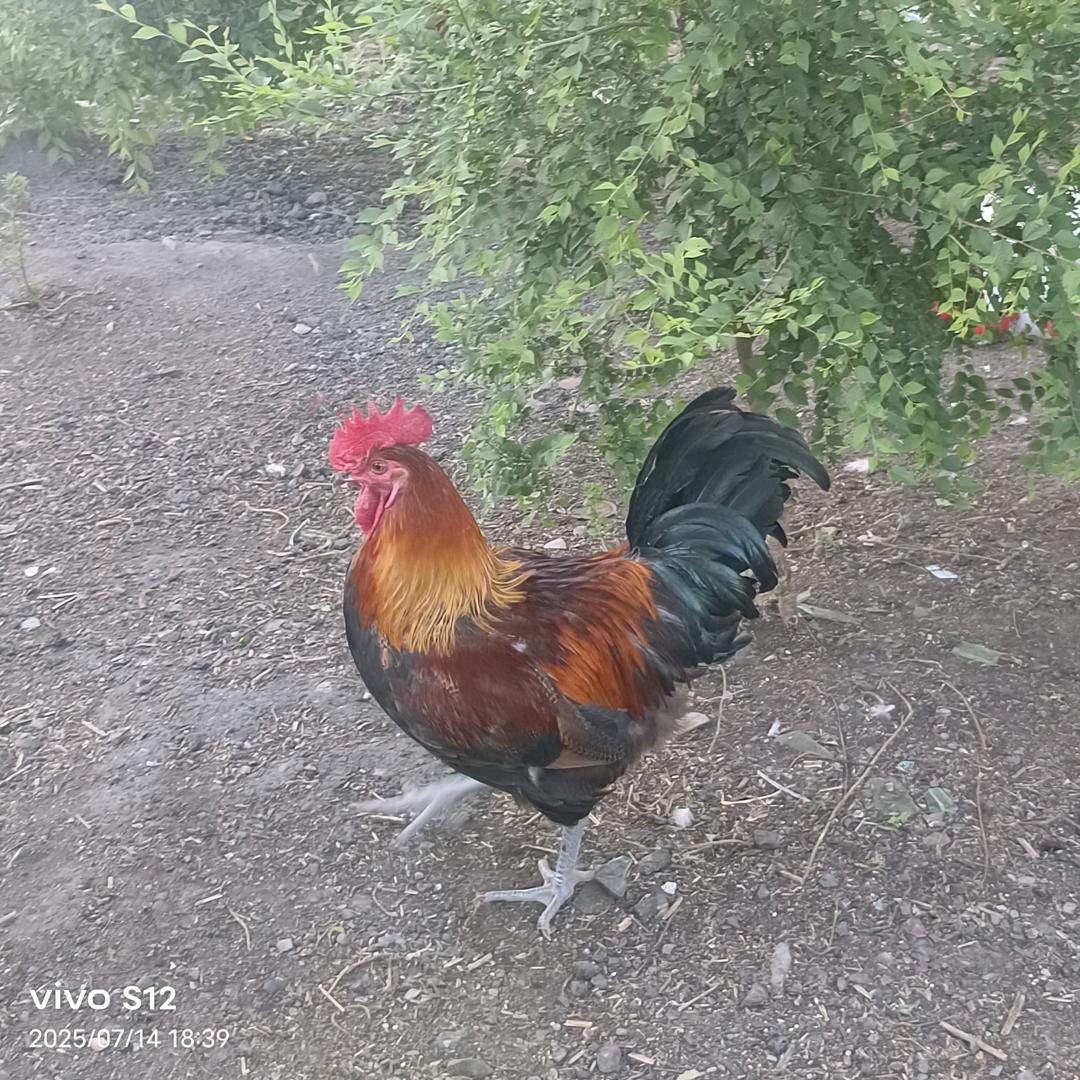 东北尹荣荣农产品