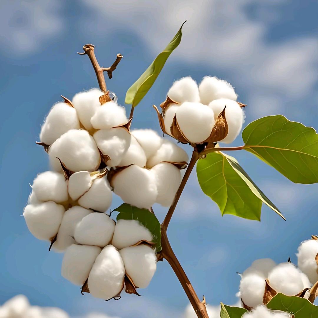 新疆棉袜源头直供