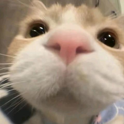 君王在此，汝等便是臣