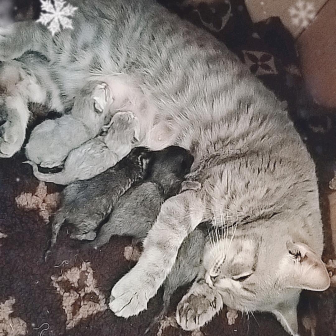 猫猫有几只？o(≧v≦)o