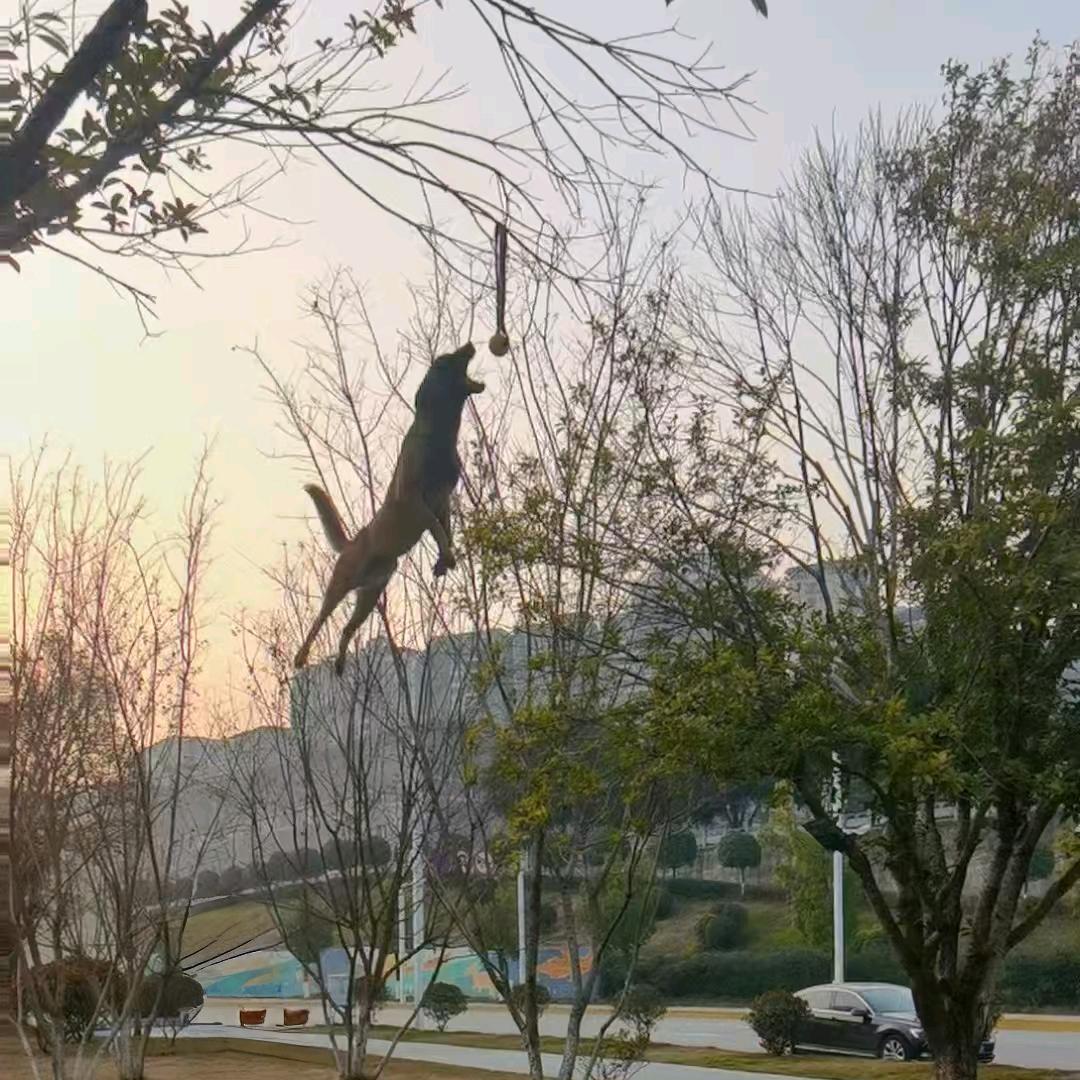 飞天雷神，八方，来财一主人